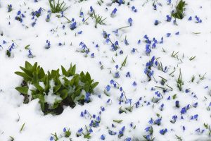 Kadıralak Yaylası’nın “mavi yıldızlar”ı kar altında kaldı