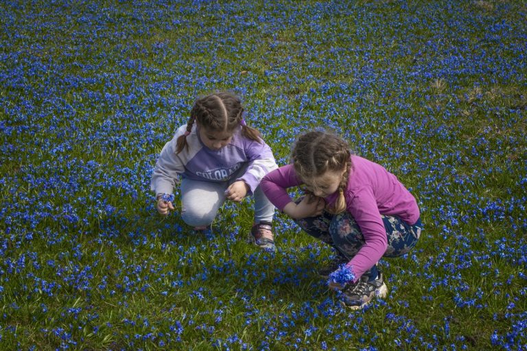 Mavi yıldız çiçekleri kendini gösterdi