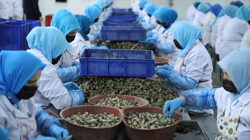 Trabzon’da yapımı süren Kara Salyangozu Yetiştirme Tesisi 15 kişiye istihdam sağlayacak