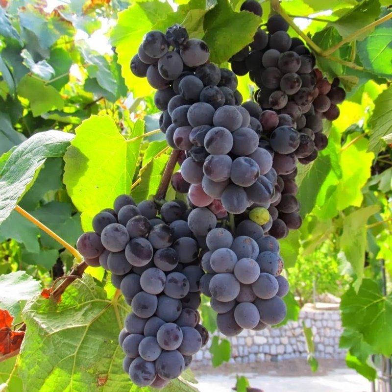 Trabzon’da İsabella Üzümü üretimine destek verilecek