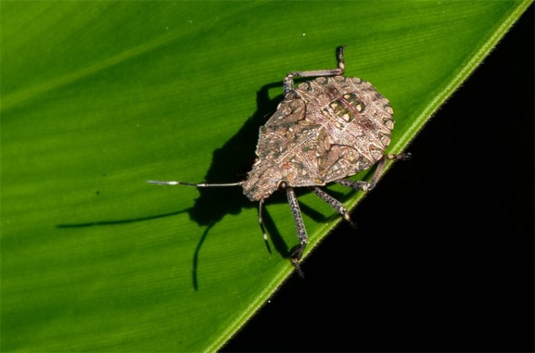 Kahverengi Kokarcada korkutucu tablo