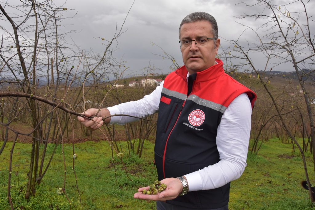 KIŞIN DALDA KOZALAĞI TOPLA YAZIN HARMANDA FINDIĞI KATLA