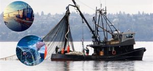 Denetimlerde 20 ton hamsi balığına el konuldu