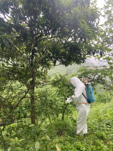 Arsin’de kahverengi kokarca zararlısı ile mücadele devam ediyor