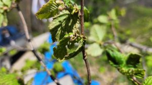 Arsin’de zirai don hasar tespit çalışmaları devam ediyor