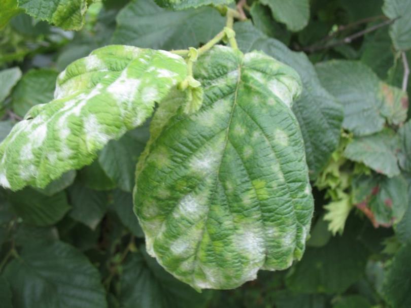 Nisan Ayında Fındık Bahçelerinde Külleme Uyarısı