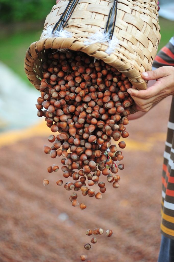 Fındık Fiyatları Açıklandı: 210 TL Seviyesinde Sabitlendi