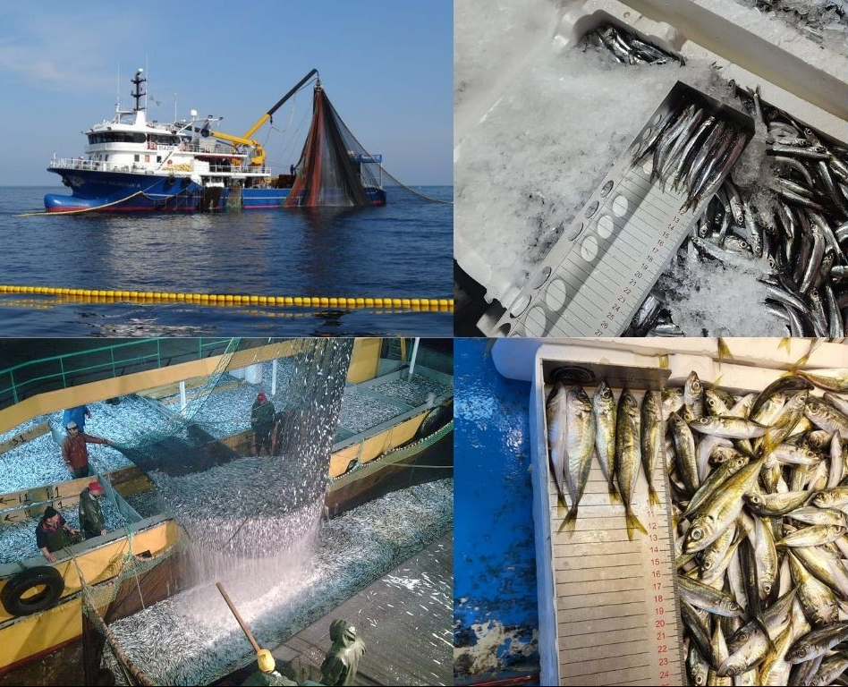 15 Nisan İtibariyle Balıkçılıkta Genel Av Yasağı Başladı