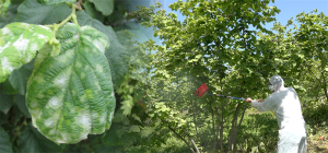 Külleme Hastalığına Karşı Kimyasal Mücadele Başlıyor