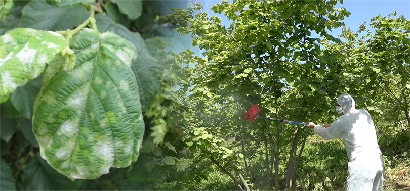 Külleme Hastalığına Karşı Kimyasal Mücadele Başlıyor