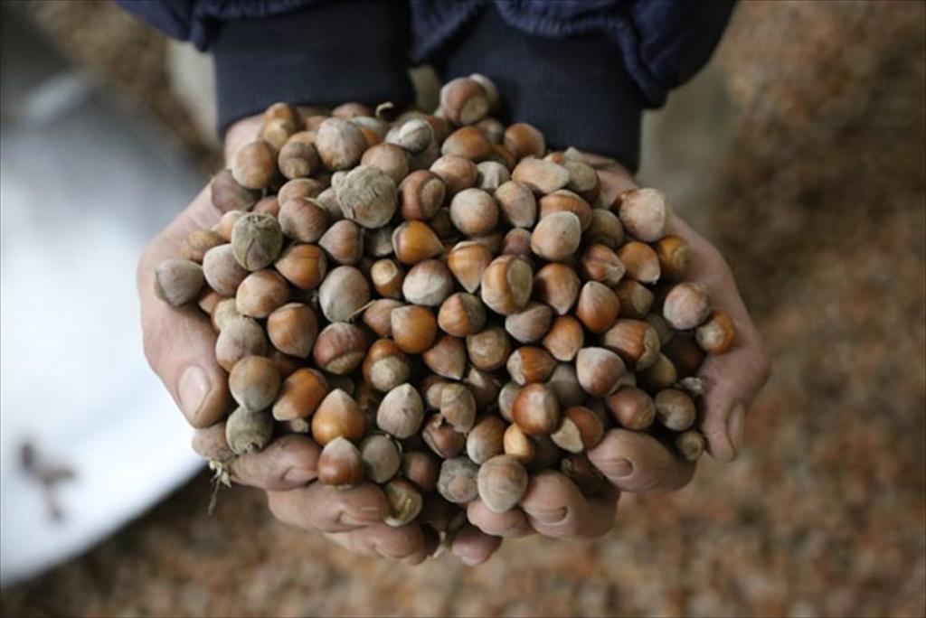Fındıkta tekelcilerin planı tutmadı!