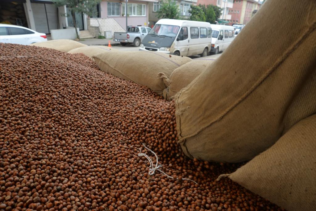 Samsun Ticaret Borsasında Fındık Fiyatları