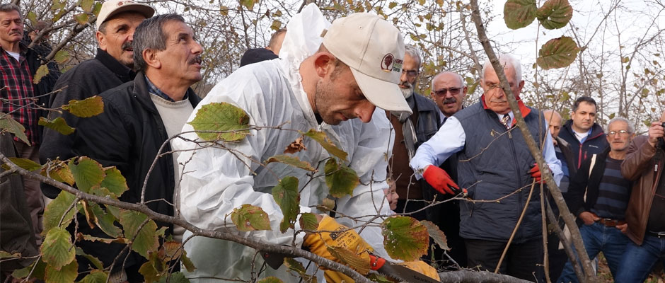 Fındığı Budayan Kazanıyor!