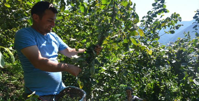 TKDK’dan fındık üreticisine ek gelir imkanı