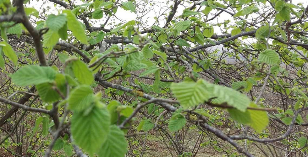 Fındık üreticilerine sigorta uyarısı