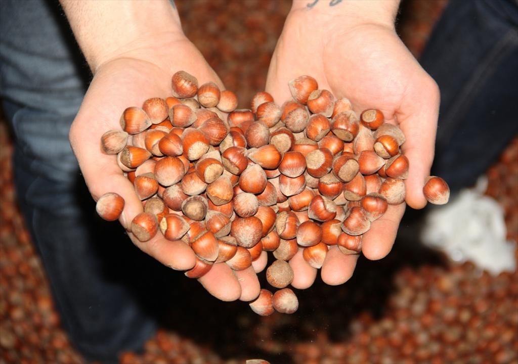 Türk fındığına “Çin” ilgisi