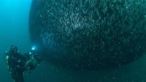 “Hamsi”, Karadeniz’de İlk Kez Sualtında Görüntülendi