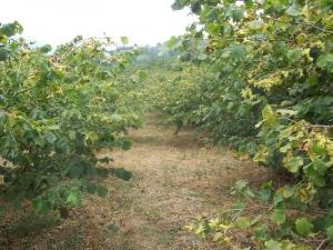 Fındık bahçelerindeki atıklar değerlendirilsin