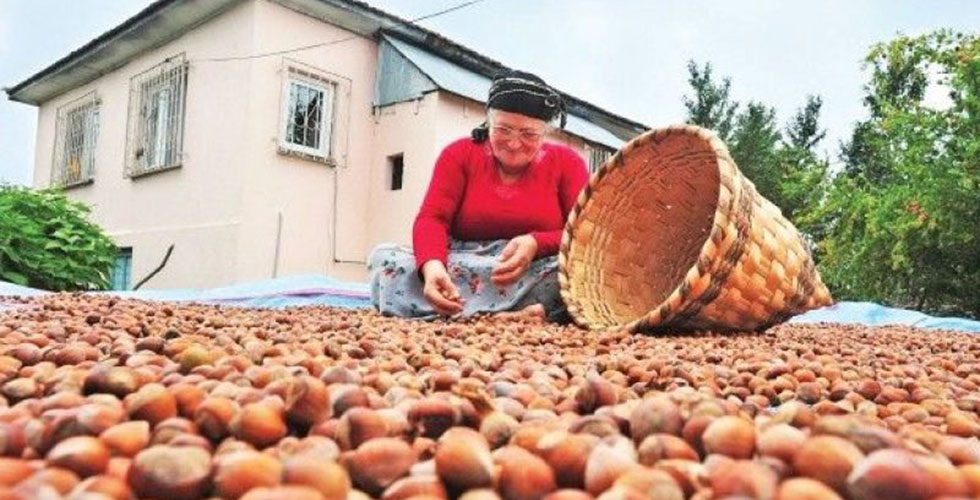 Türkiye’nin dünya fındık pazarındaki payı arttı