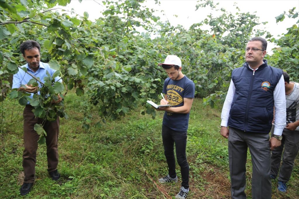 Fındıkta rekolte tespit çalışması tamamlandı