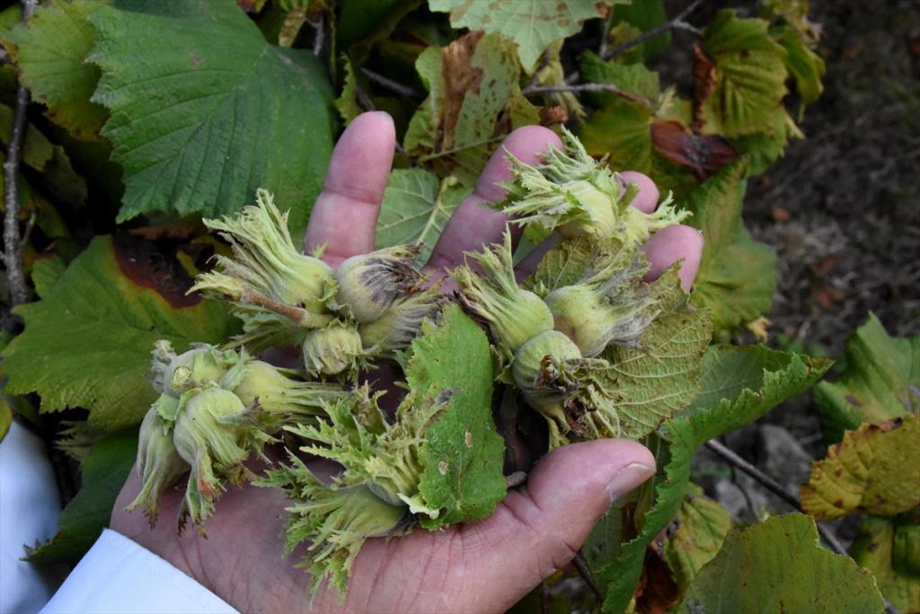Kaliteli fındık için “erken hasat etmeyin” uyarısı