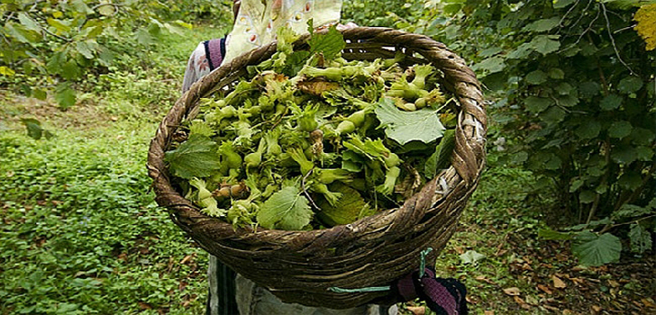 Fiyatlar 285 TL Seviyesine Geriledi