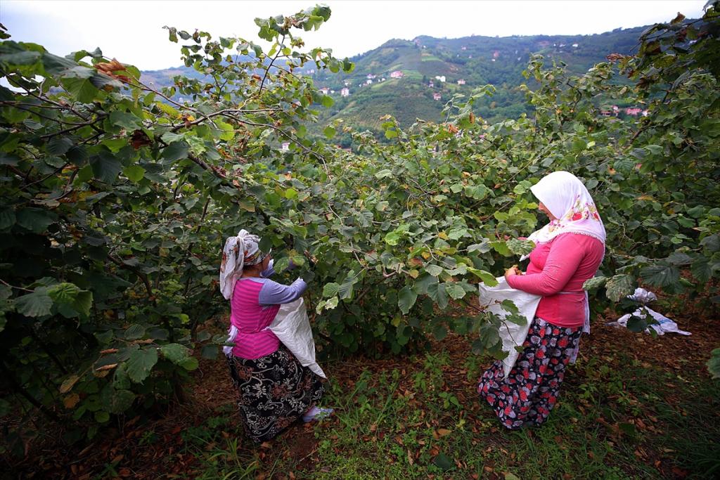 “Fındık için 14-15 lira yüksek bir rakam değil”