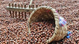 Giresun Ticaret Borsasında fındık fiyatları