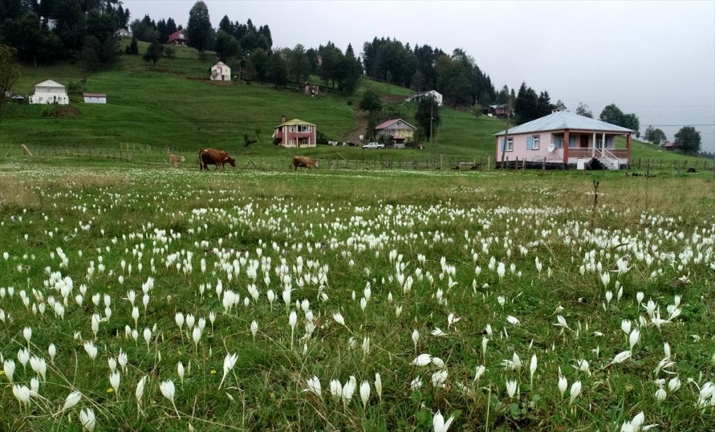 Yayladan dönüşün habercisi “vargit”ler çiçek açtı