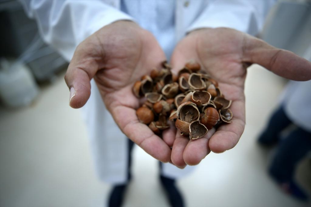 Fındık atıklarından kemoterapi ilacı etken maddesi üretildi