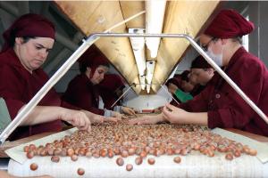 Fındık ihracatında yeni hedef Brezilya ve Meksika