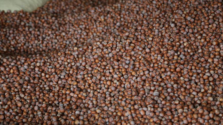 Giresun Ticaret Borsasında fındık fiyatları