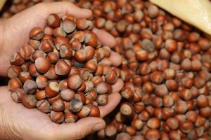 Türkiye’den 5 ayda 143 bin ton fındık ihraç edildi