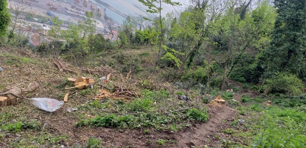 Trabzon’da ağaçların izinsiz kesilmesi