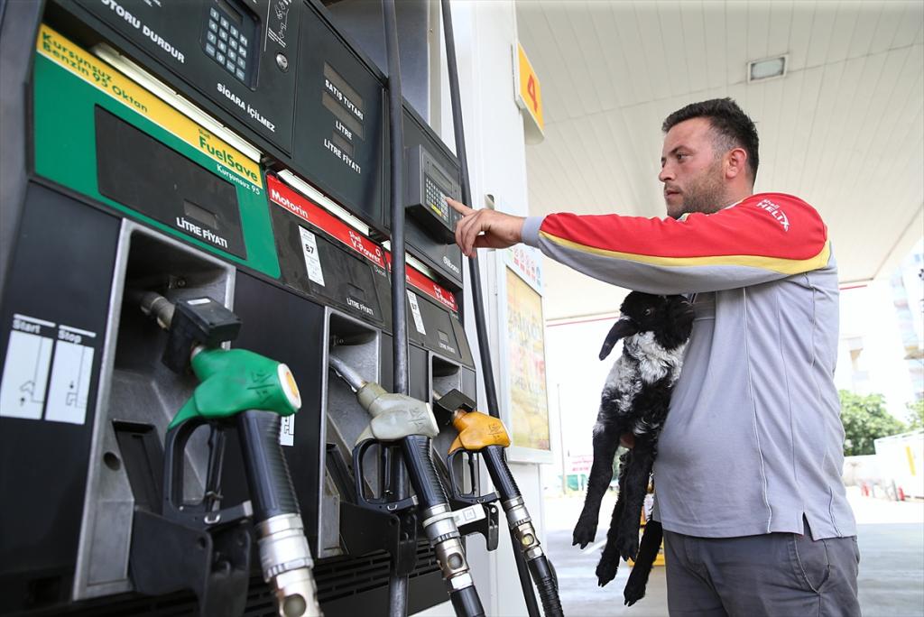 “Merinos” Arsin’de benzin istasyonunun maskotu oldu