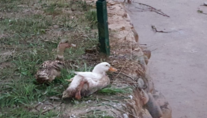 Sağanak Yağış, Trabzon Zağnos Vadisini de vurdu..