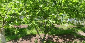 Fındık toplama tarihleri belli oldu! Resmen açıklandı!