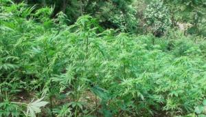 Trabzon’da uyuşturucu operasyonu!