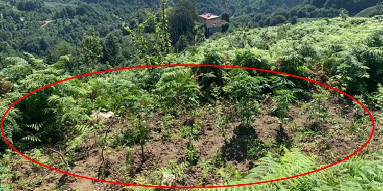 Trabzon’da uyuşturucu operasyonu : 2 gözaltı