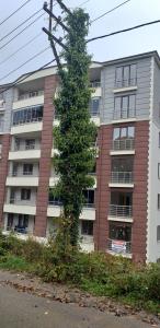 Elektrik direğindeki sarmaşık tehlike saçıyor