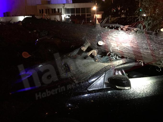 Trabzon’da otomobilin üzerine ağaç düştü