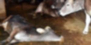 Trabzon’da şok eden olay! 30’u birden öldü