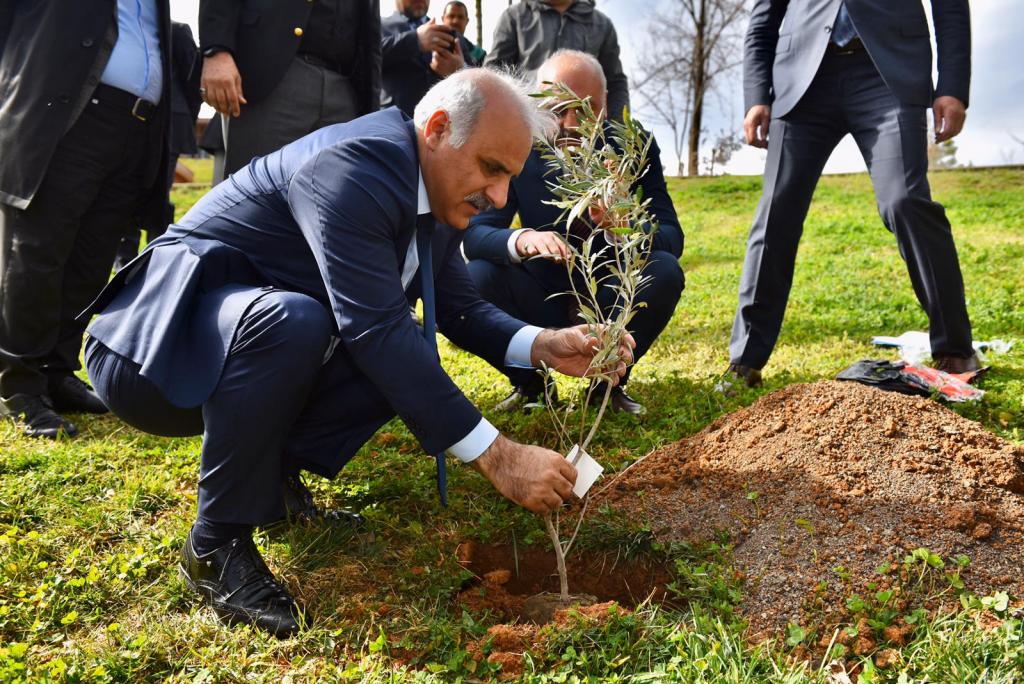 6 ASIRLIK ZEYTİN FİDANLARI TOPRAKLA BULUŞTU