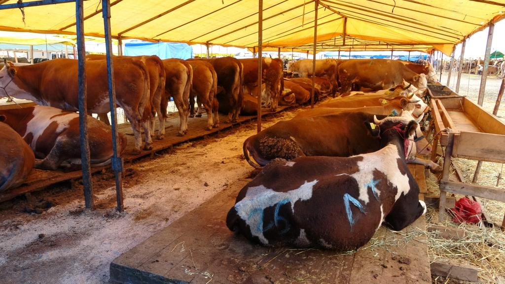 Kurban Bayramı’na bir gün kala bir ton 100 kilogramlık ‘Pembe’ isimli boğa alıcısını bekliyor