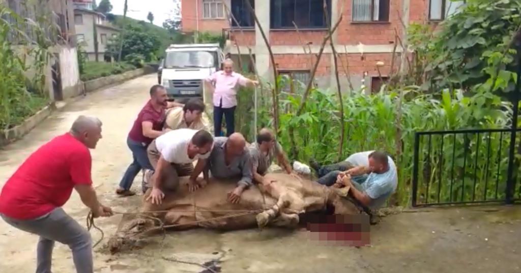 Kurbanlık boğa boynuzlarını tutan şahsı böyle savurdu