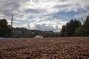 Fındığı yerden toplama ürün kalitesini yükseltiyor