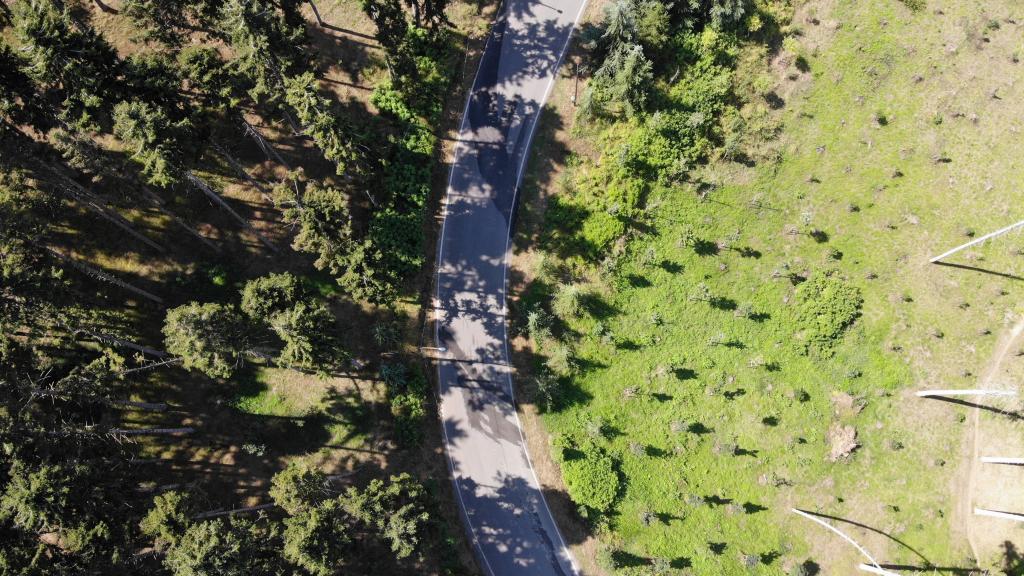 Atatürk Köşkü Ormanı yeniden yeşilleniyor