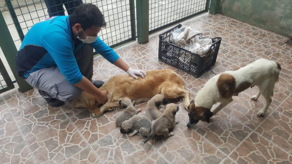 Trabzon’da anneleri ölen 4 köpek yavrusu koruma altına alındı