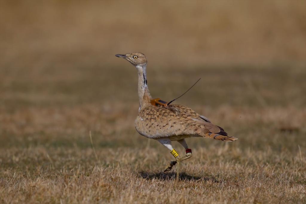 Trabzon’da bitkin halde bulunan yakalı toy kuşu bakımının ardından doğaya salındı