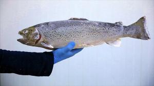 Trabzon’dan yaklaşık 14 milyon dolarlık Karadeniz somonu ihracatı